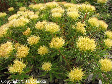 Rhodiola sp. ruusujuuri